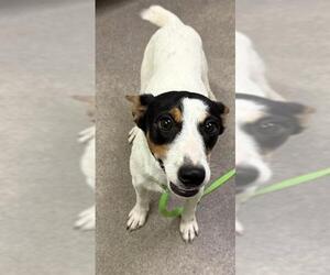 Rat Terrier Dogs for adoption in HESPERIA, CA, USA