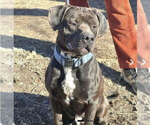 Mutt Dogs for adoption in Martinsburg, WV, USA