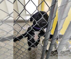 Labrador Retriever Dogs for adoption in Temple, TX, USA