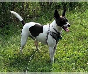 Rat Terrier Dogs for adoption in Remus, MI, USA