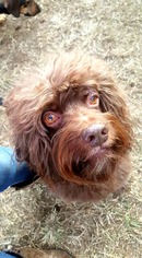 Cockapoo Dogs for adoption in Pacolet, SC, USA