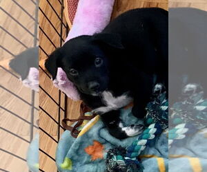 Australian Cattle Dog-Pointer Mix Dogs for adoption in Hillsboro, MO, USA