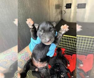 Siberian Husky-Unknown Mix Dogs for adoption in San Antonio, TX, USA