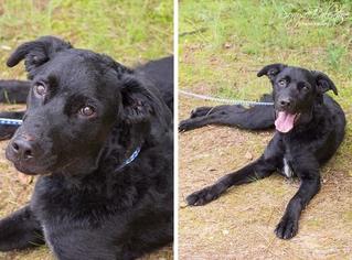 Labrador Retriever-Unknown Mix Dogs for adoption in Warwick, RI, USA