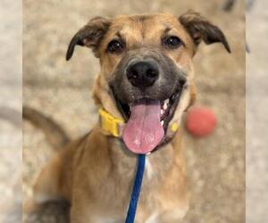 Mutt Dogs for adoption in San Diego, CA, USA
