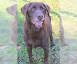 Labrador Retriever Dogs for adoption in Lovingston, VA, USA