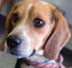 Beagle Dogs for adoption in Clifton Forge, VA, USA