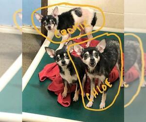Chihuahua Dogs for adoption in Jackson, NJ, USA