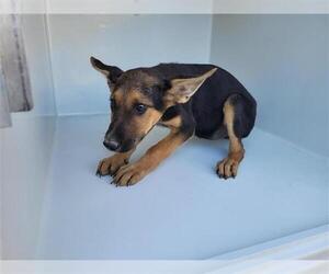 German Shepherd Dog Dogs for adoption in Houston, TX, USA