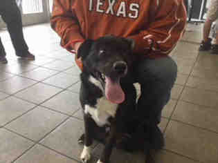 Border-Aussie Dogs for adoption in San Antonio, TX, USA