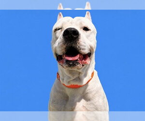Argentinian Mastiff Dogs for adoption in Tavares, FL, USA