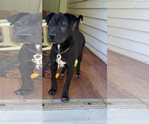 Chinese Shar-Pei-Labrador Retriever Mix Dogs for adoption in pomfret, CT, USA