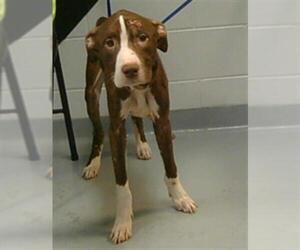 American Pit Bull Terrier-Unknown Mix Dogs for adoption in St. Cloud, FL, USA
