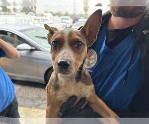 Mutt Dogs for adoption in San Bernardino, CA, USA