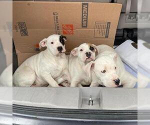 Dogo Argentino Dogs for adoption in Hemet, CA, USA