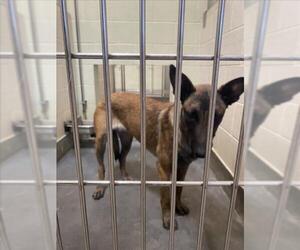 Mutt Dogs for adoption in Upland, CA, USA