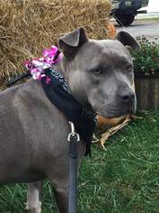 American Pit Bull Terrier-Unknown Mix Dogs for adoption in Belleville, MI, USA