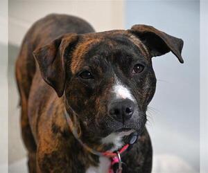American Pit Bull Terrier-Unknown Mix Dogs for adoption in Fort Collins, CO, USA