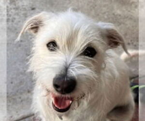 Mutt Dogs for adoption in Lake Forest, CA, USA