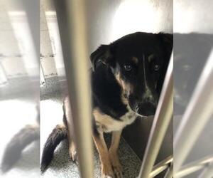 Shepradors Dogs for adoption in Long Beach, CA, USA
