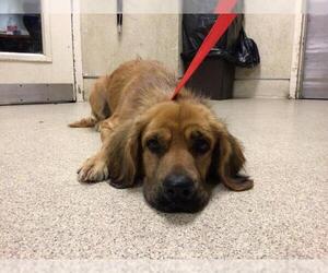 Golden Retriever Dogs for adoption in Riverside, CA, USA