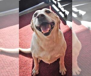 Labrador Retriever Dogs for adoption in Monticello, IA, USA