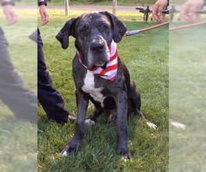 Daniff Dogs for adoption in Rockaway, NJ, USA