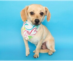 Chiweenie Dogs for adoption in phoenix, AZ, USA