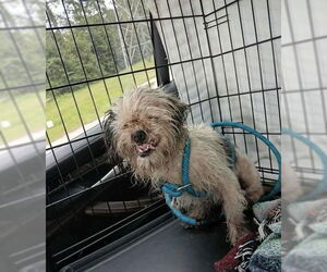 Shiffon Dogs for adoption in Princeton, MN, USA