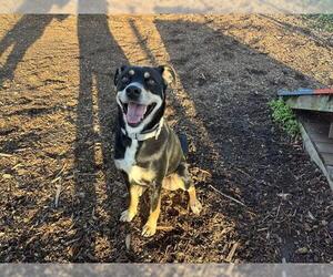 Australian Kelpie-Unknown Mix Dogs for adoption in McKinleyville, CA, USA