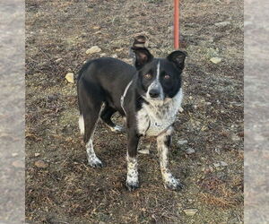 Collie-Unknown Mix Dogs for adoption in Boston, MA, USA
