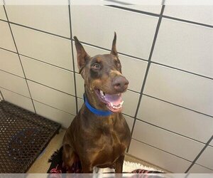 Doberman Pinscher Dogs for adoption in Fort Wayne, IN, USA