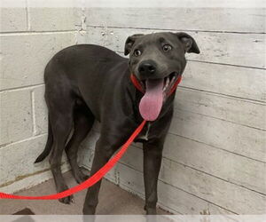 Mutt Dogs for adoption in San Bernardino, CA, USA