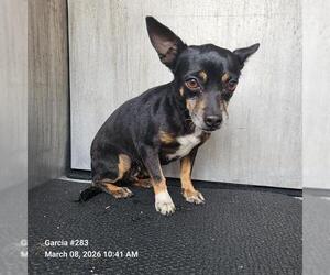 Chihuahua-Unknown Mix Dogs for adoption in San Antonio, TX, USA