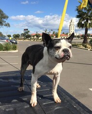 Boston Terrier Dogs for adoption in San Jose, CA, USA