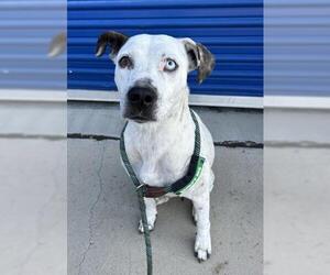 American Pit Bull Terrier Dogs for adoption in Bakersfield, CA, USA