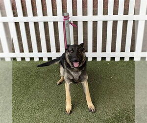 German Shepherd Dog Dogs for adoption in Modesto, CA, USA
