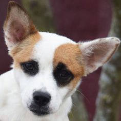 Medium Photo #1 Border-Aussie Puppy For Sale in Huntley, IL, USA