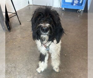Poodle (Standard)-Unknown Mix Dogs for adoption in Tavares, FL, USA