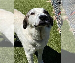 Great Pyrenees-Unknown Mix Dogs for adoption in Fayetteville, NC, USA