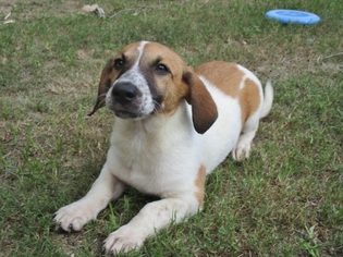 Medium Photo #1 Bagle Hound Puppy For Sale in Pawtucket, RI, USA