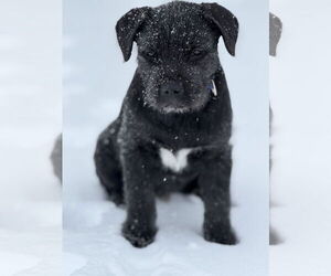 Irish Wolfhound-Labrador Retriever Mix Dogs for adoption in Princeton, MN, USA
