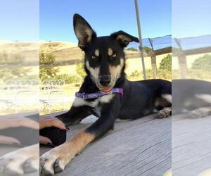Border Collie-Unknown Mix Dogs for adoption in Petaluma, CA, USA