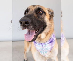 German Shepherd Dog Dogs for adoption in Pasadena, CA, USA