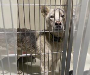 - Mix Dogs for adoption in Bakersfield, CA, USA