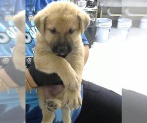 Labrador Retriever Dogs for adoption in Pasadena, TX, USA