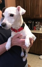 Jack Russell Terrier Dogs for adoption in Wyckoff, NJ, USA