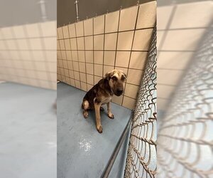 Mutt Dogs for adoption in Lufkin, TX, USA