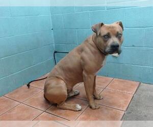American Pit Bull Terrier Dogs for adoption in Downey, CA, USA