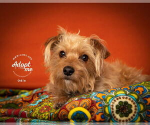 Mutt Dogs for adoption in Salt Lake City, UT, USA